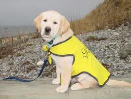 Guide Dog Visit!