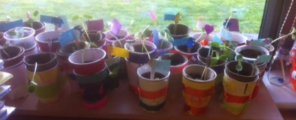 First Class planted sunflower seeds in February